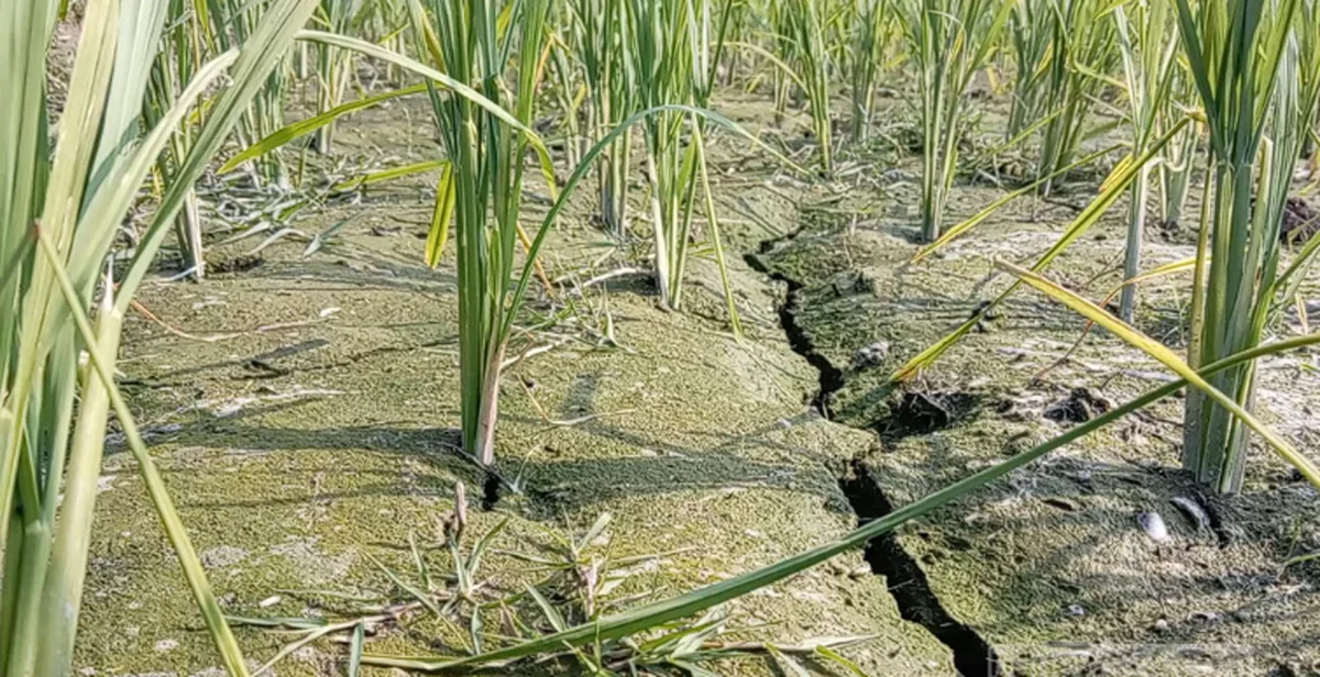 Irrigation Halted in Rangpur Due to Diesel Shortage, Boro Fields Cracking Dry